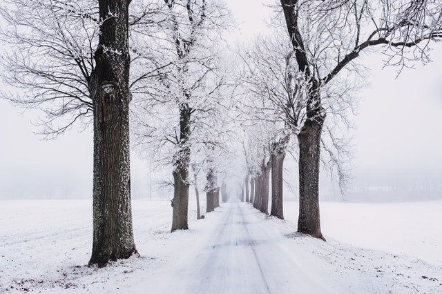 Winter Essentials
